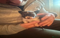 Papillon dogs for sale: KC Papillon. DNA health tested.  - Image 19