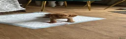 Cocker Spaniel dogs for stud: Proven cocker spaniel for stud - Advert 20