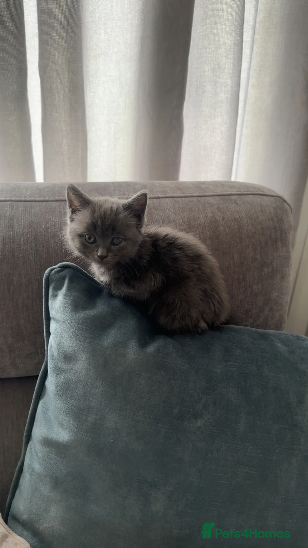 Mixed Breed cats for sale: British short hair mixed kitten  - Advert 4