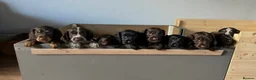 Cocker Spaniel dogs for sale: Beautiful Cocker Spaniel Puppies, Newton Aycliffe  in Newton Aycliffe - Advert 29