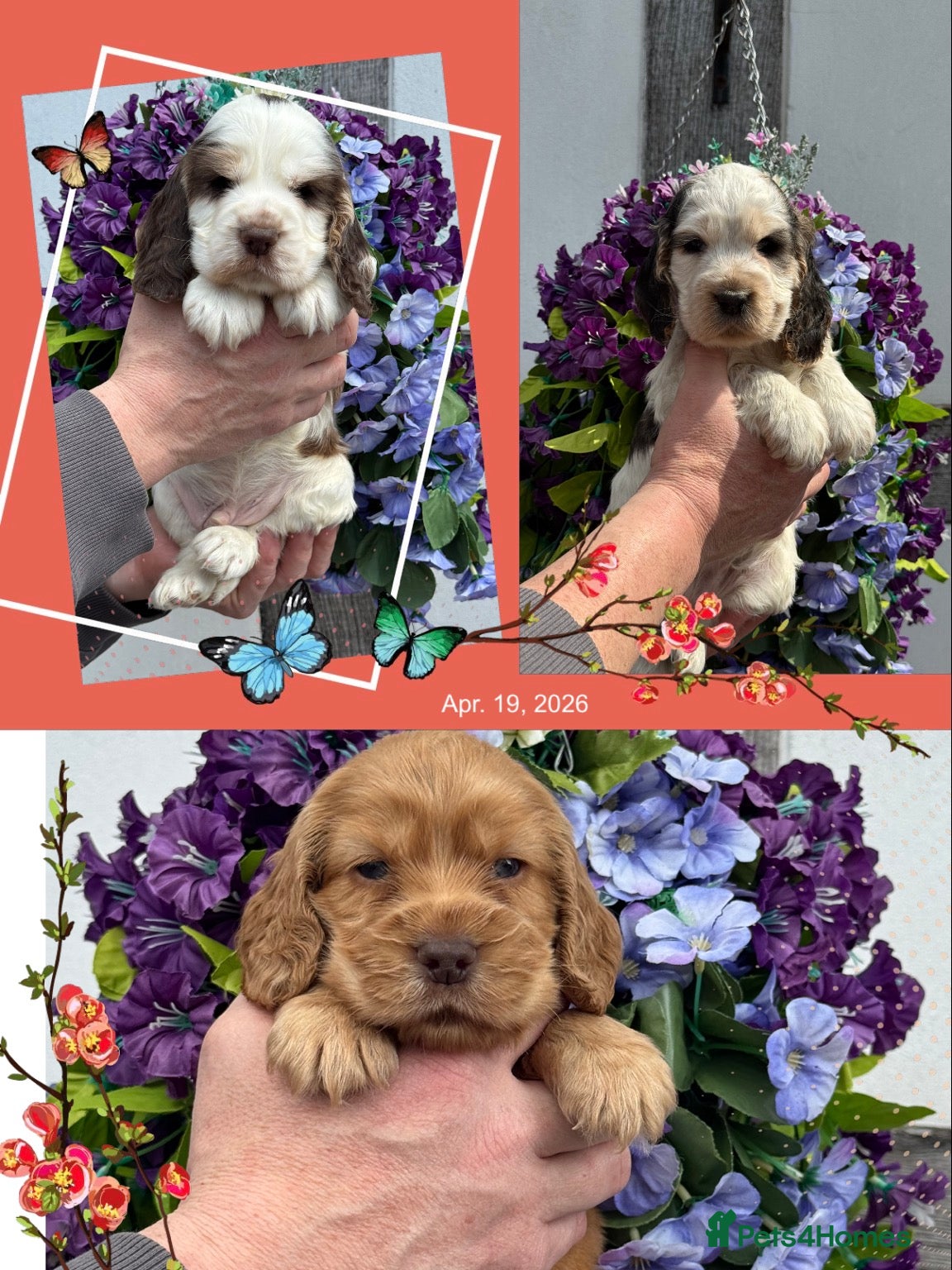 Cocker Spaniel dogs Kc reg dna tested show type cocker spaniel puppies - Advert 1