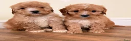 Cockapoo dogs for sale: Beautiful puppies ready to go  - Advert 23