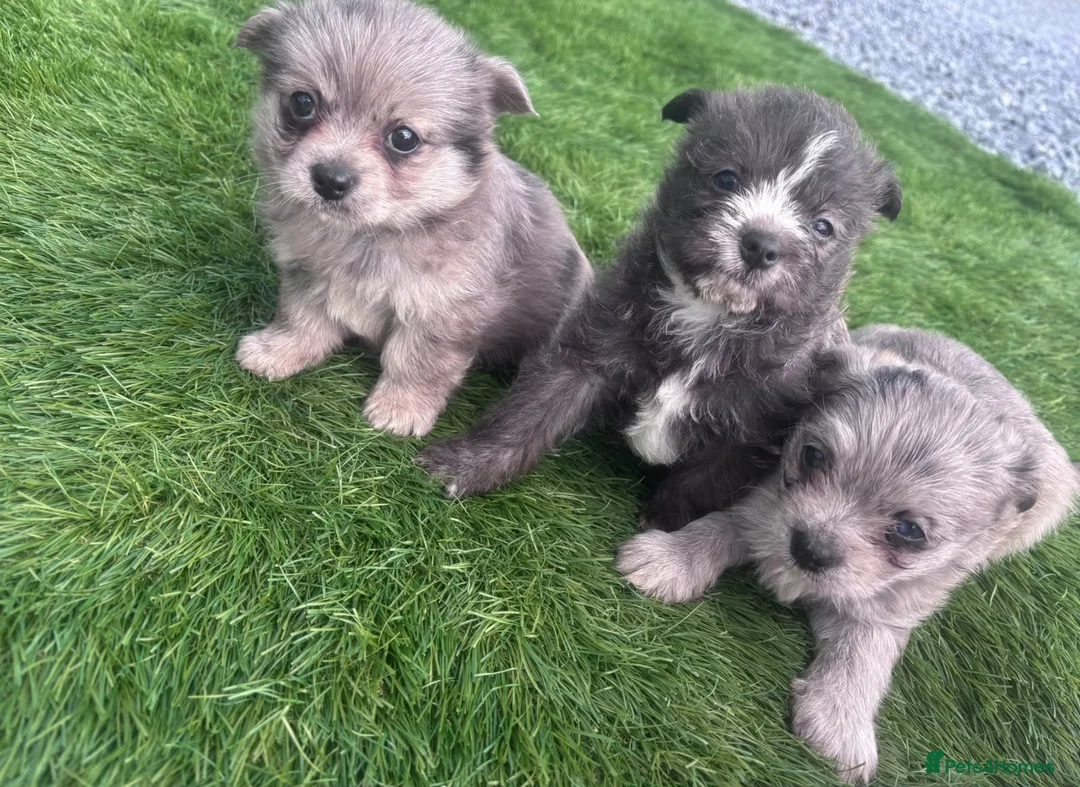 Mixed Breed dogs for sale: Pomchi shitzu puppies in Llanelli - Advert 2