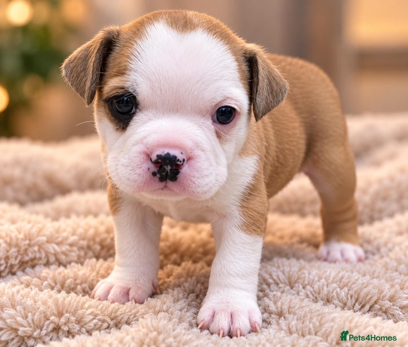 Mixed Breed dogs STAFFORDSHIRE BULLTERRIOR X FRENCHBULLDOG PUPPIES - Advert 11