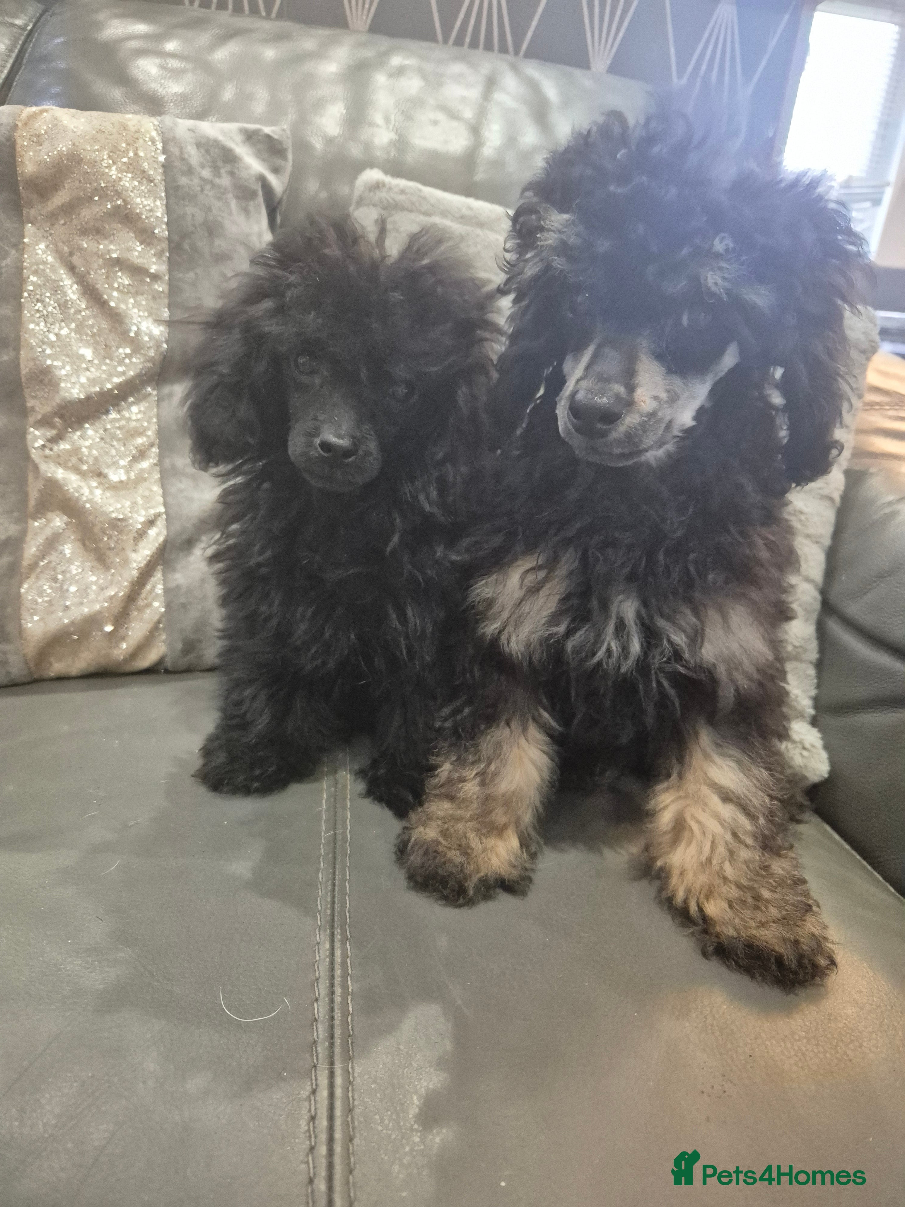 Toy Poodle dogs Poodle boys (toy x aisan) - Advert 9