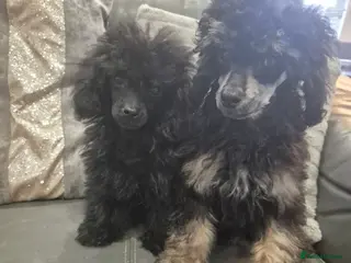 Toy Poodle dogs Poodle boys (toy x aisan) - Advert 9