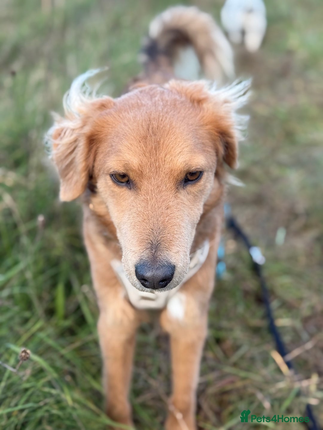 Mixed Breed dogs for adoption: Sweet Nathan Is looking for Love  - Image 27