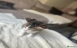 Mixed Breed cats for sale: 2 boy kitten left for sale  - Image 6