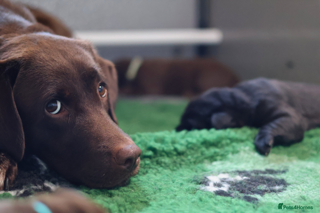 Labrador Retriever dogs for sale: Well bred & fed: Black Boy Ready for New Home🖤🏠 - Advert 7