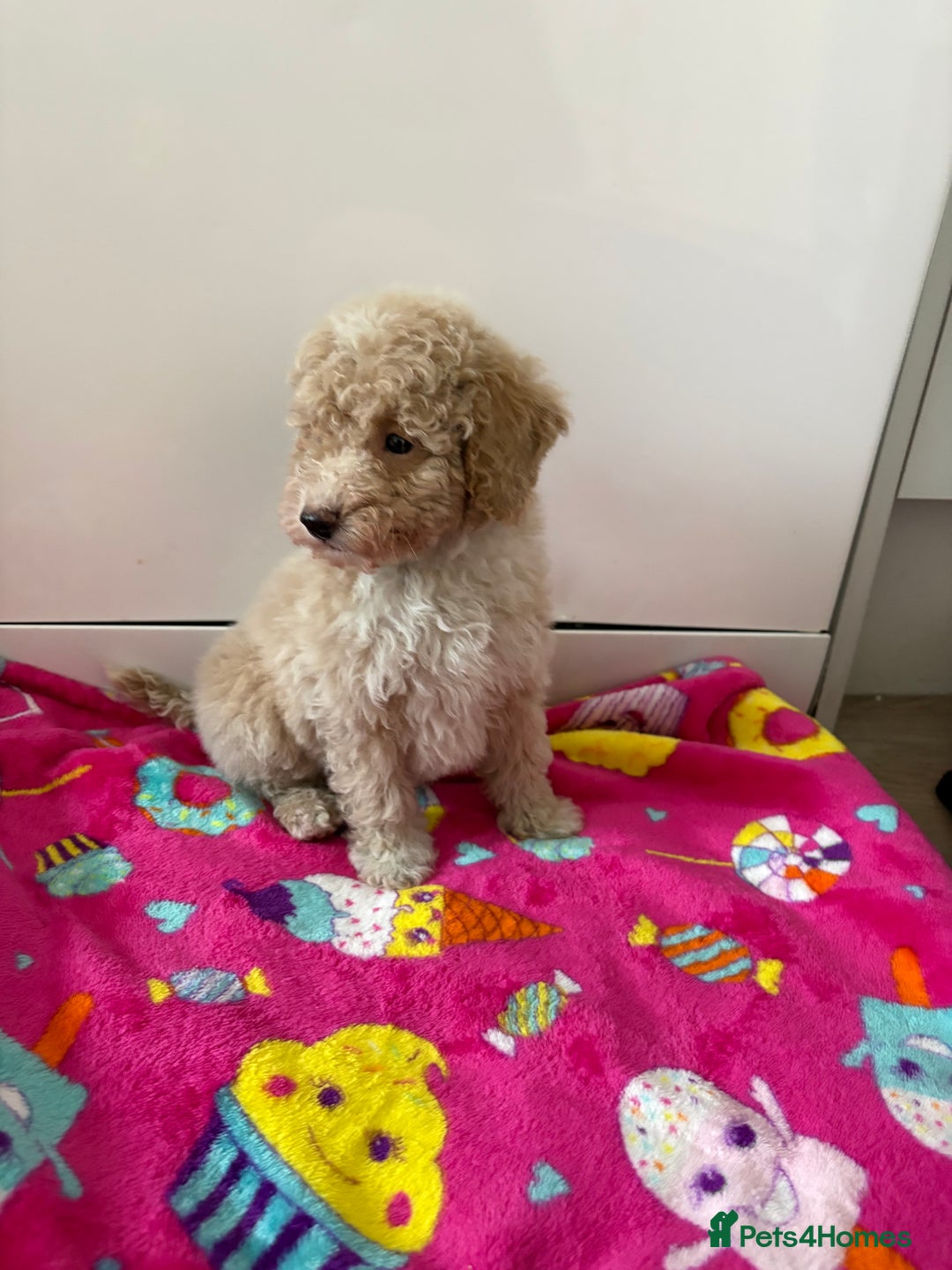 Poochon dogs for sale: Poochon puppies  - Advert 2