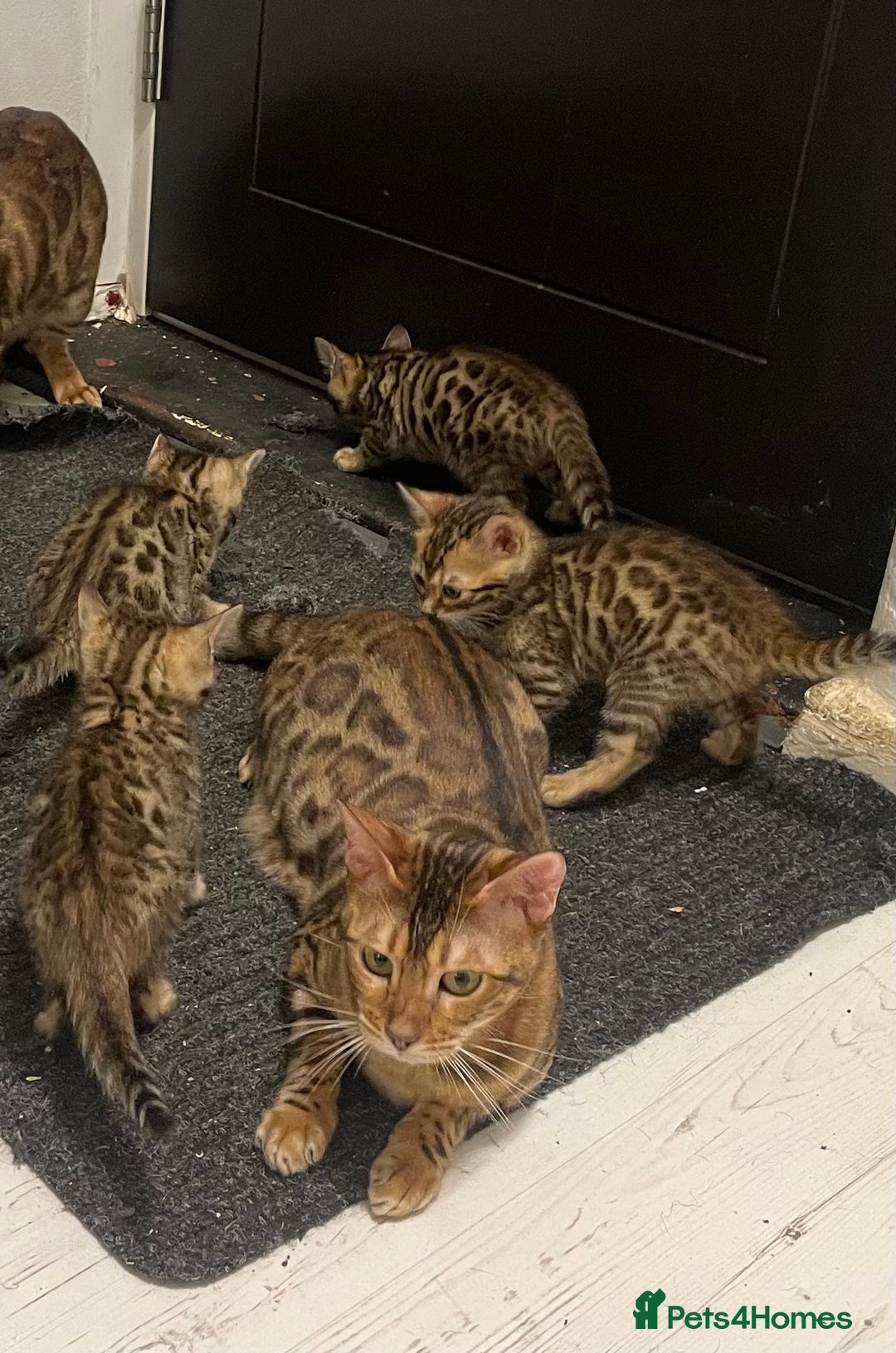 Bengal cats for sale: Bengal kittens - Advert 16