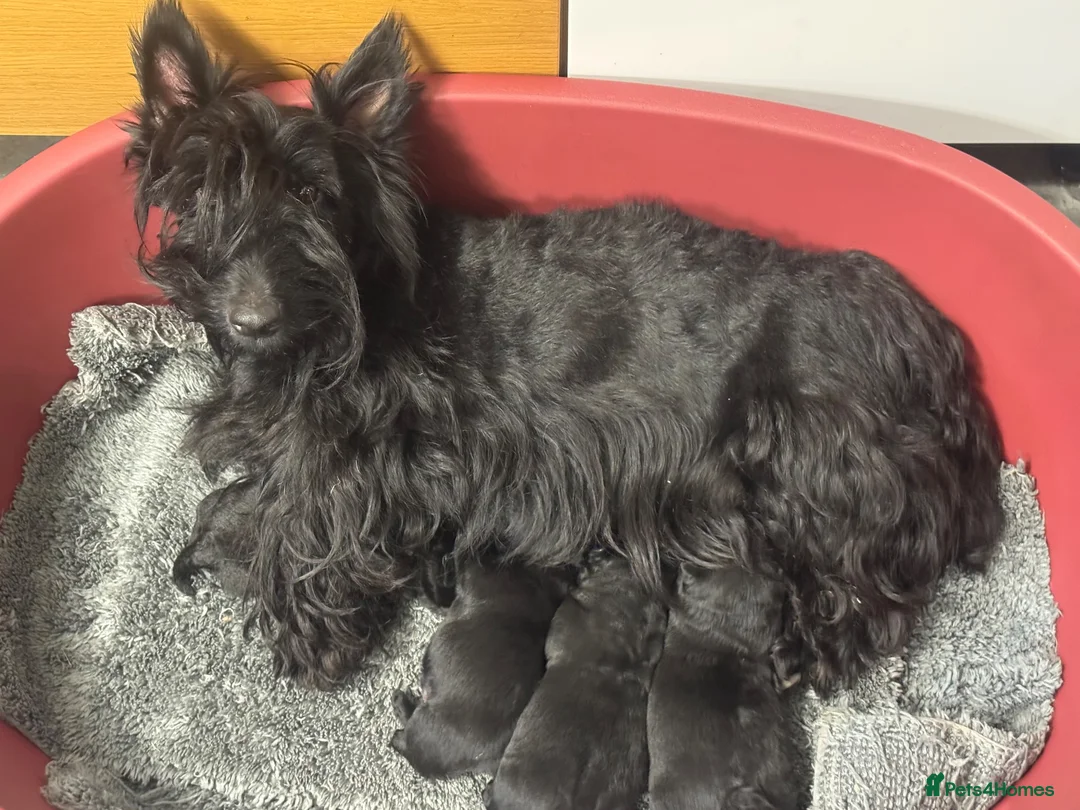 Scottish Terrier dogs for sale: Stunning Pedigree Scottish Terrier Puppies  - Advert 2