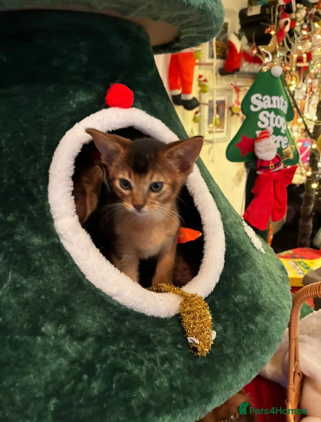 Abyssinian cats for sale: Abyssinian kittens looking for forever homes - Advert 21