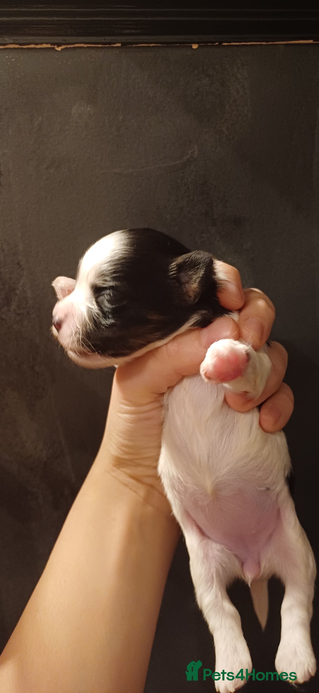 Mixed Breed dogs for sale: Yorkshire Biewer puppies 2 girls available  - Advert 22