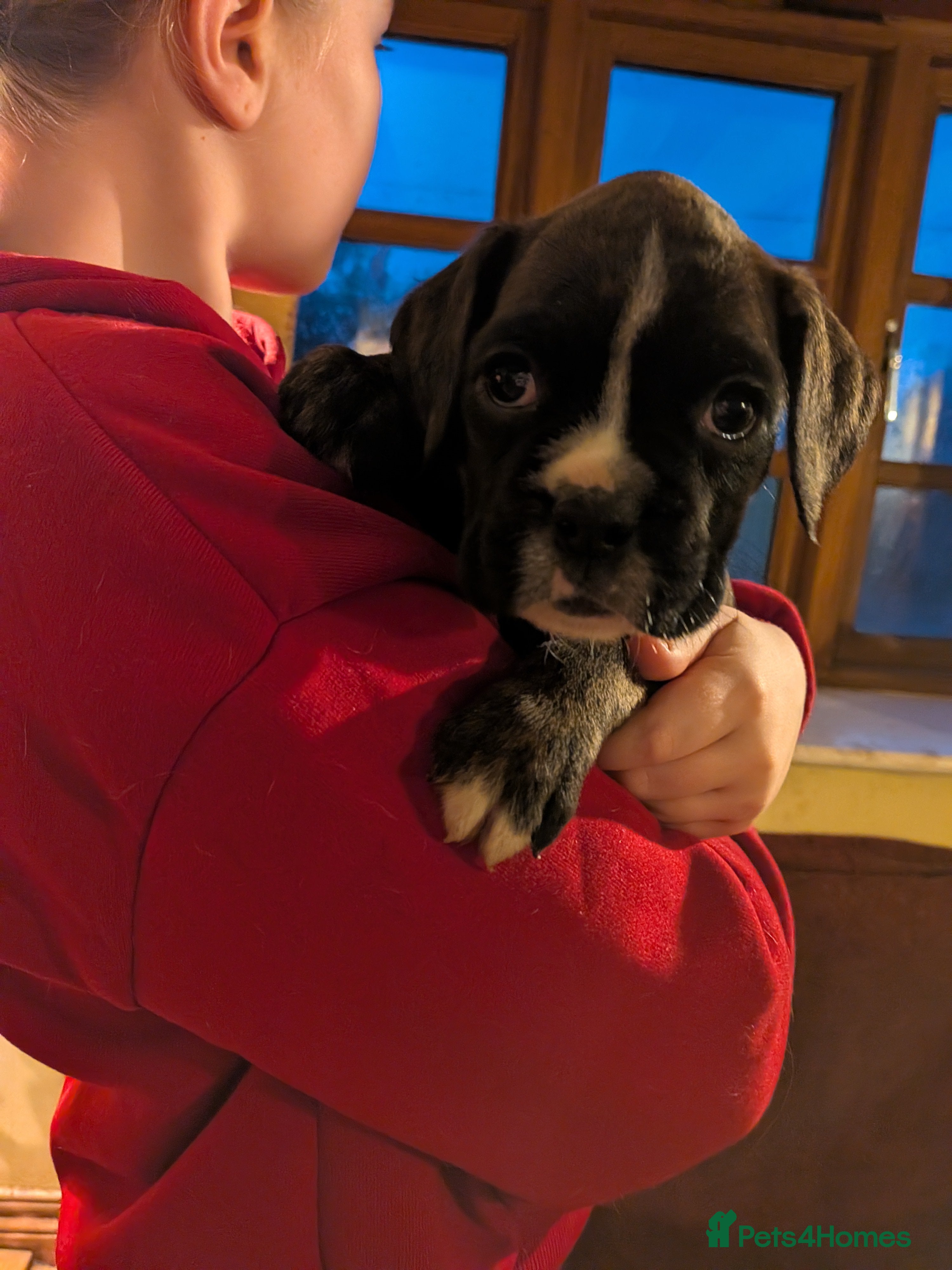 Boxer dogs KC registered tailed and bobtailed boxer puppies  - Advert 5