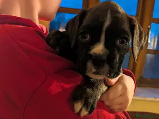 Boxer dogs KC registered tailed and bobtailed boxer puppies - Advert 5