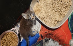 Mixed Breed cats for sale: 4 kittens available start of September  - Image 12
