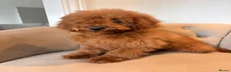 Cockapoo dogs for sale: LICENSED BREEDER QUALITY HEALTH TESTED COCKAPOOS - Advert 5