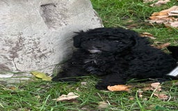 Poochon dogs for sale:  F1b poochon pups health tested parents licensed  - Image 2