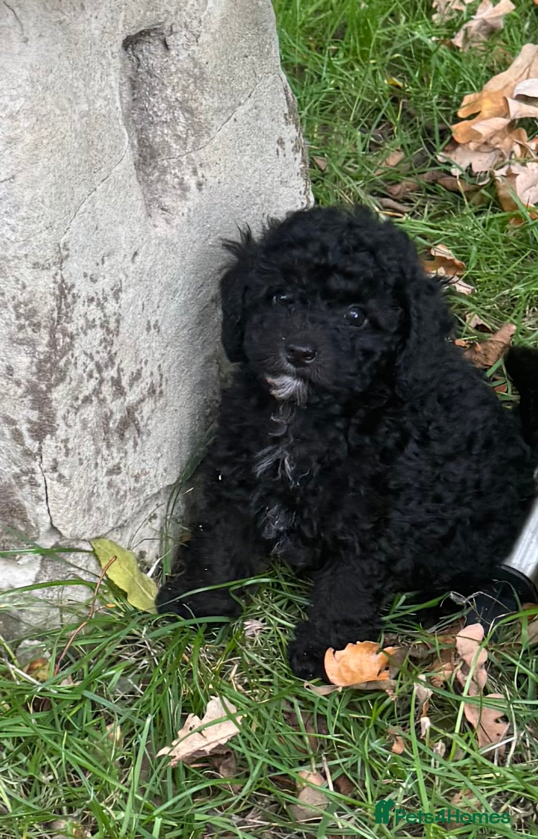 Poochon dogs for sale:  F1b poochon pups health tested parents licensed  - Image 2