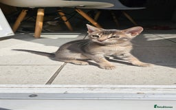 Mixed Breed cats for sale: Abyssinian x Snow Bengal  - Image 23