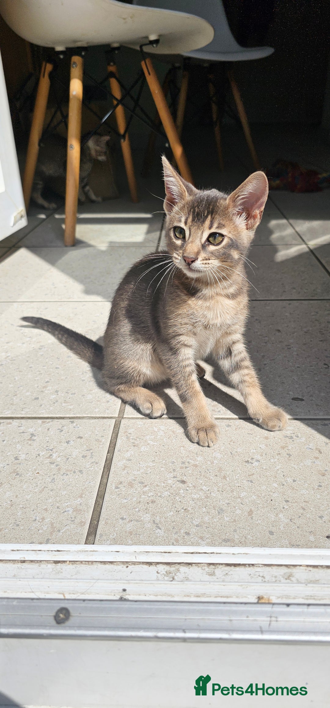 Mixed Breed cats for sale: Abyssinian x Snow Bengal  - Image 23