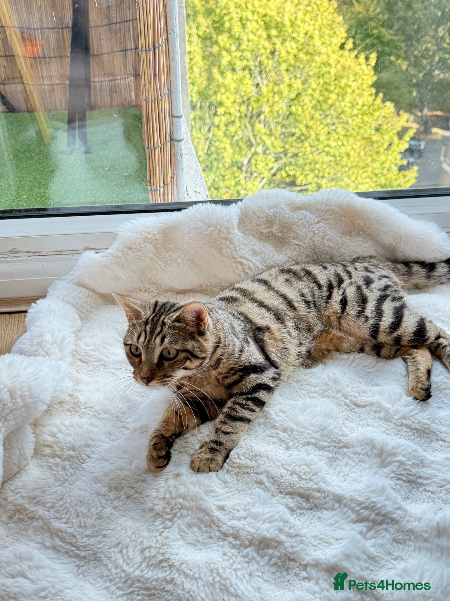 Bengal cats Bengal cross  - Advert 12
