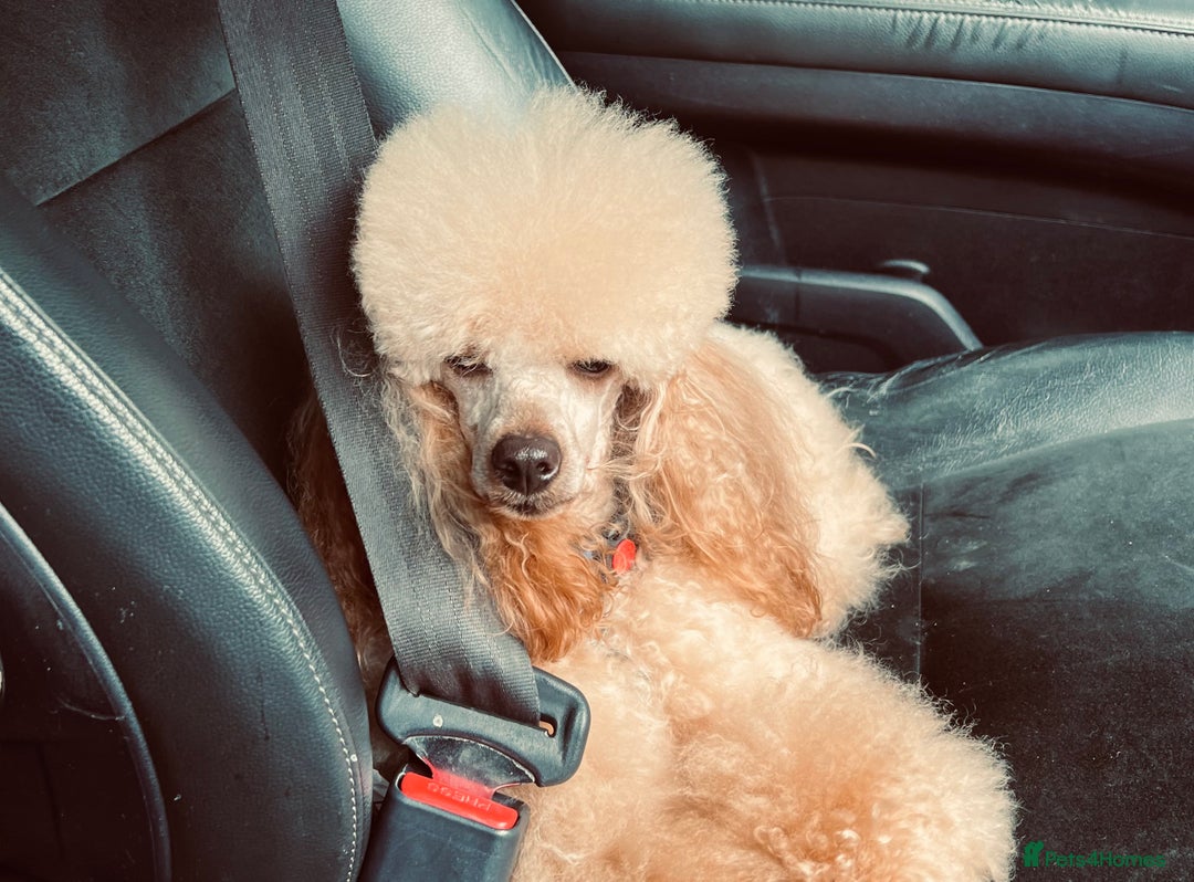 Toy Poodle dogs for stud: 🇷🇺russian kc miniature poodle 🇷🇺  in Newcastle - Image 7
