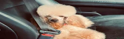 Toy Poodle dogs for stud: 🇷🇺russian kc miniature poodle 🇷🇺  in Newcastle - Advert 7