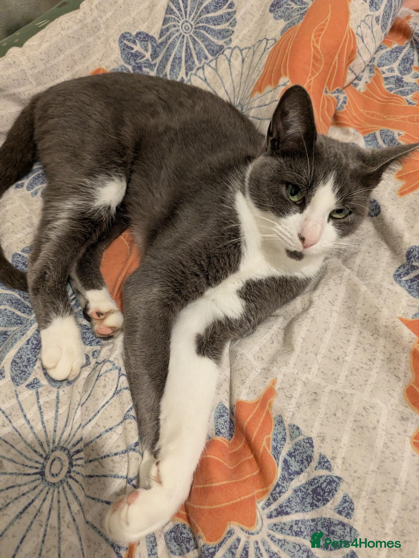 Mixed Breed cats 2 year old female for sale  - Advert 1