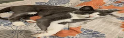 Mixed Breed cats for sale: 2 year old female for sale  - Advert 1