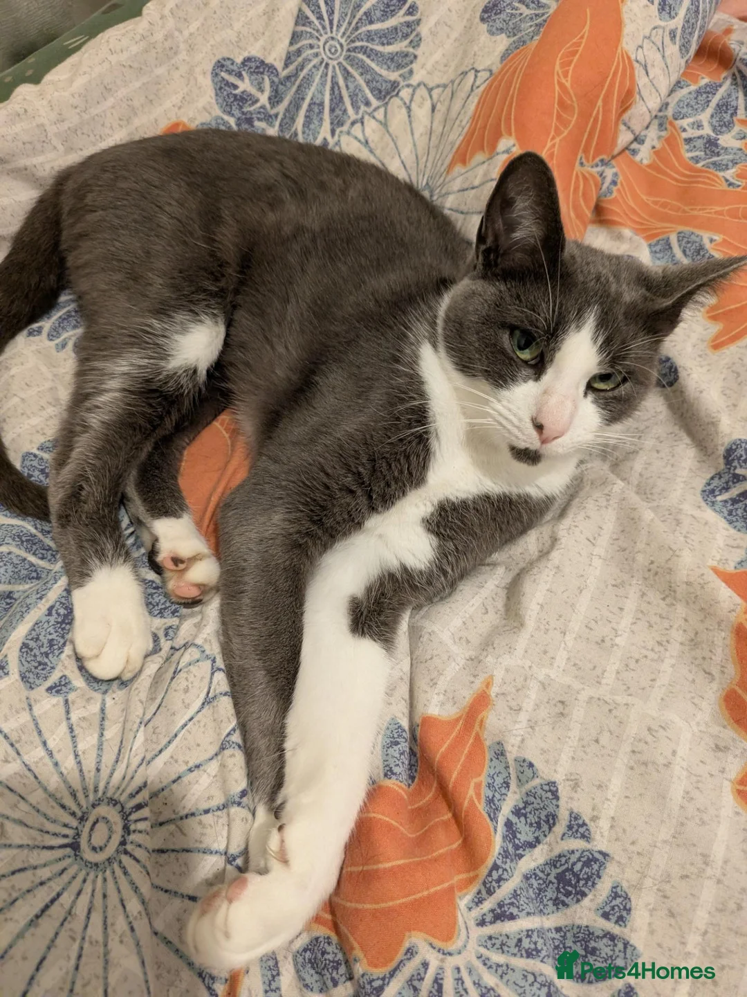 Mixed Breed cats for sale: 2 year old female for sale  - Advert 1