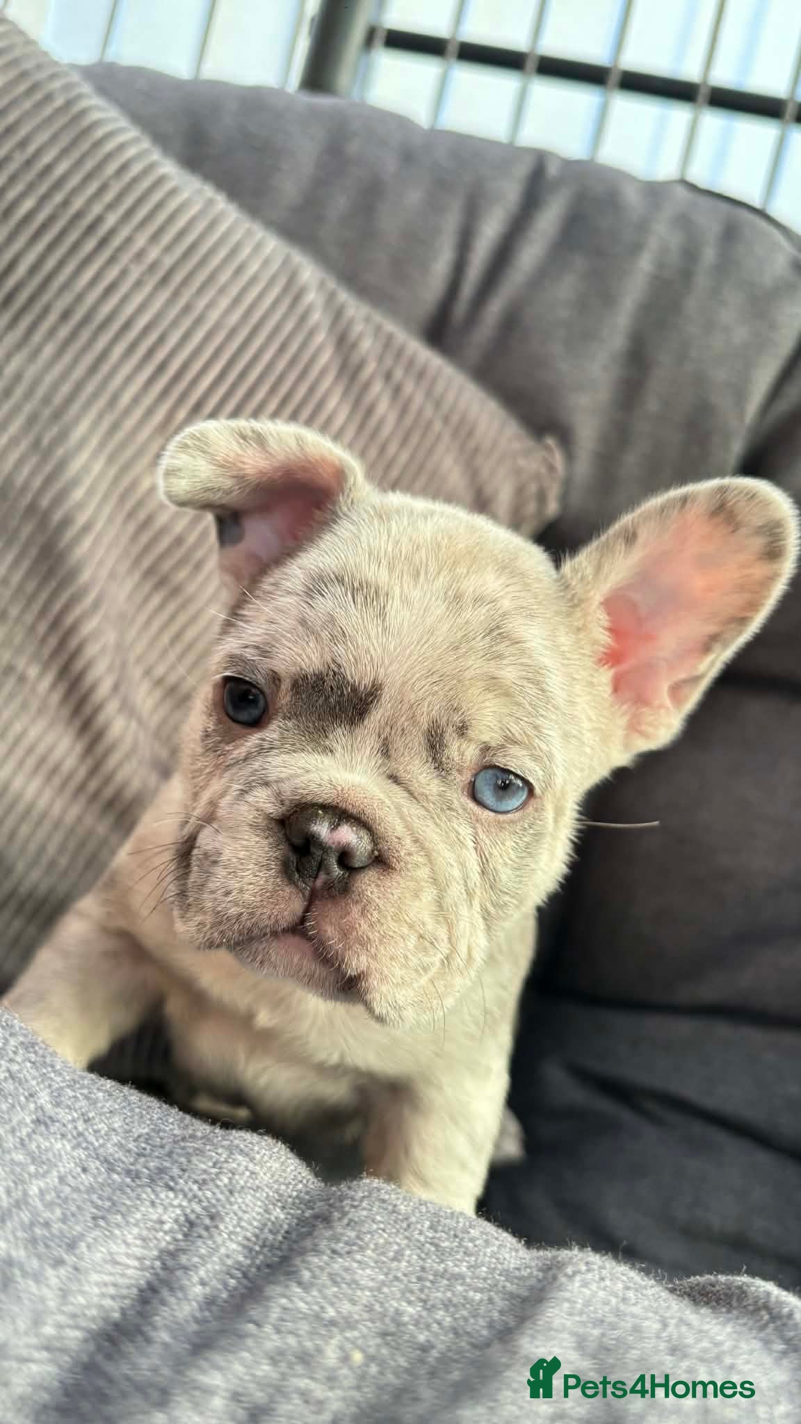 French Bulldog dogs Beautiful french bulldog puppies - Advert 4