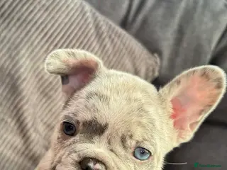 French Bulldog dogs Beautiful french bulldog puppies - Advert 4