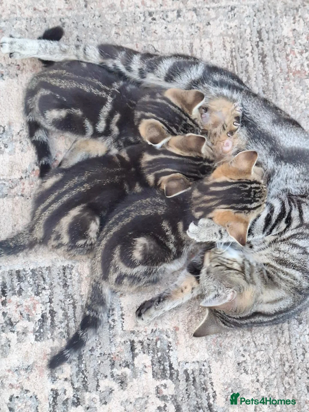 Mixed Breed cats for sale: Bautifull boy   kittens  - Advert 13