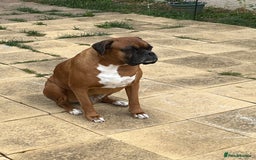 Boxer dogs for stud: Boxer for Stud in Rochester - Image 2