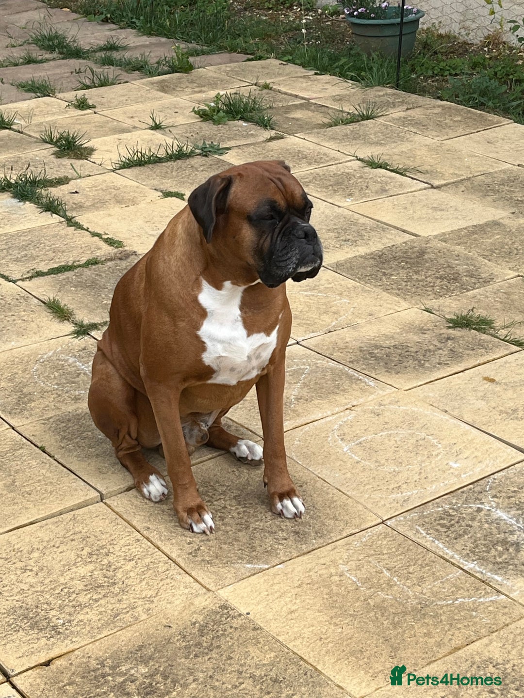 Boxer dogs for stud: Boxer for Stud in Rochester - Image 2