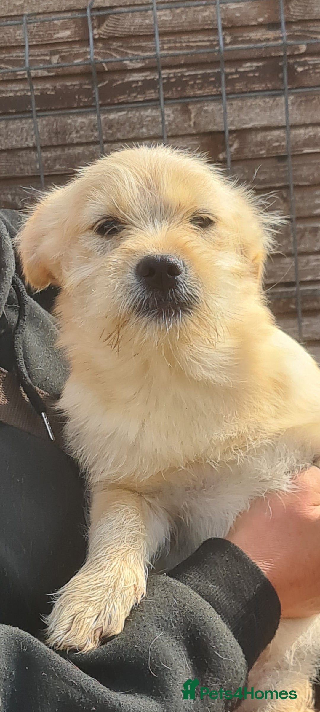 Mixed Breed dogs for adoption: SPUD. Small breed 9kg - Advert 1