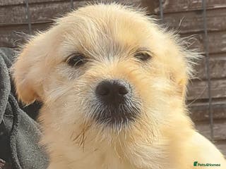 Mixed Breed dogs SPUD. Small breed 9kg - Advert 4