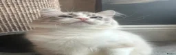 Ragdoll cats for sale: GRCH SIRED GCCF REGISTERED KITTENS.  - Advert 6