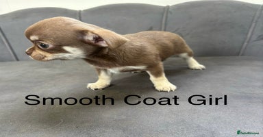 Chihuahua dogs - Advert 1