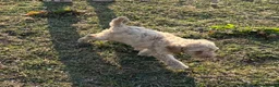 Cockapoo dogs for sale: Beautiful litter of F2 Cockapoo puppies  - Advert 7