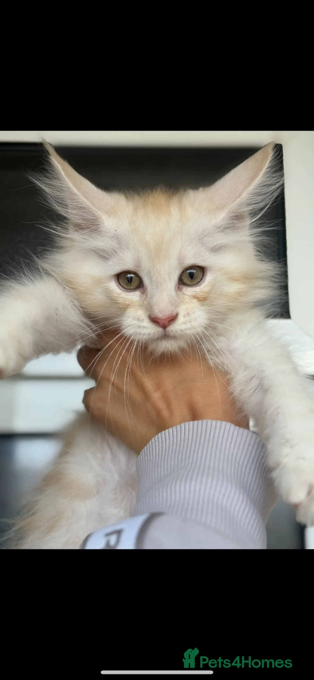 Maine Coon cats for sale: Beautiful mainecoon boy - last one remaining  - Advert 12