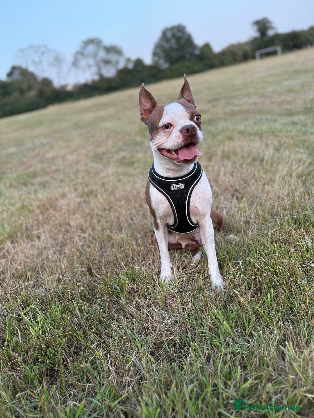 Boston Terrier dogs for sale: Boston female  - Image 3