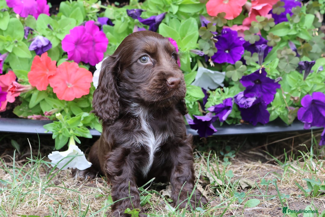 Cocker Spaniel dogs for sale: Family raised champion cocker REDUCED AND READY - Image 9