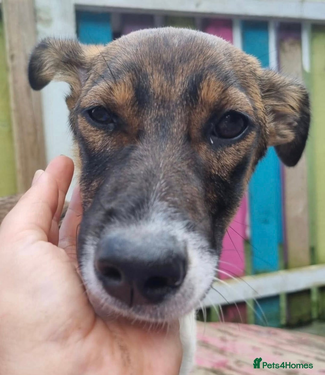 Mixed Breed dogs for adoption: Petunia - In Ayr looking for a home  - Image 3