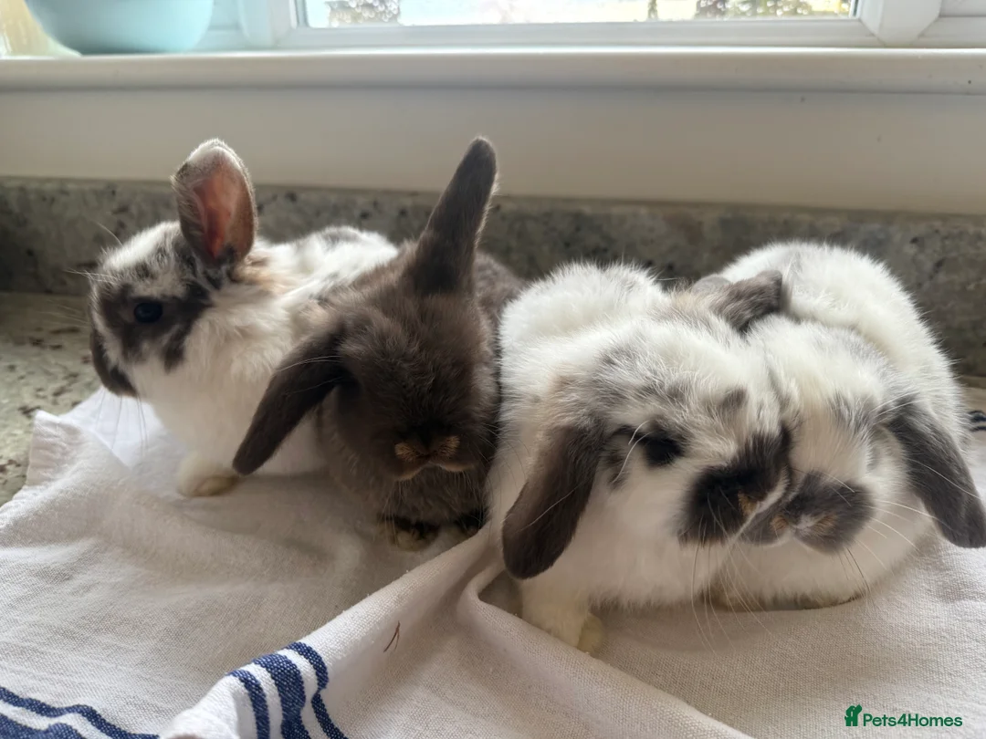 Mini Lop rabbits for sale: Beautiful Mini Lop Babies  - Advert 2