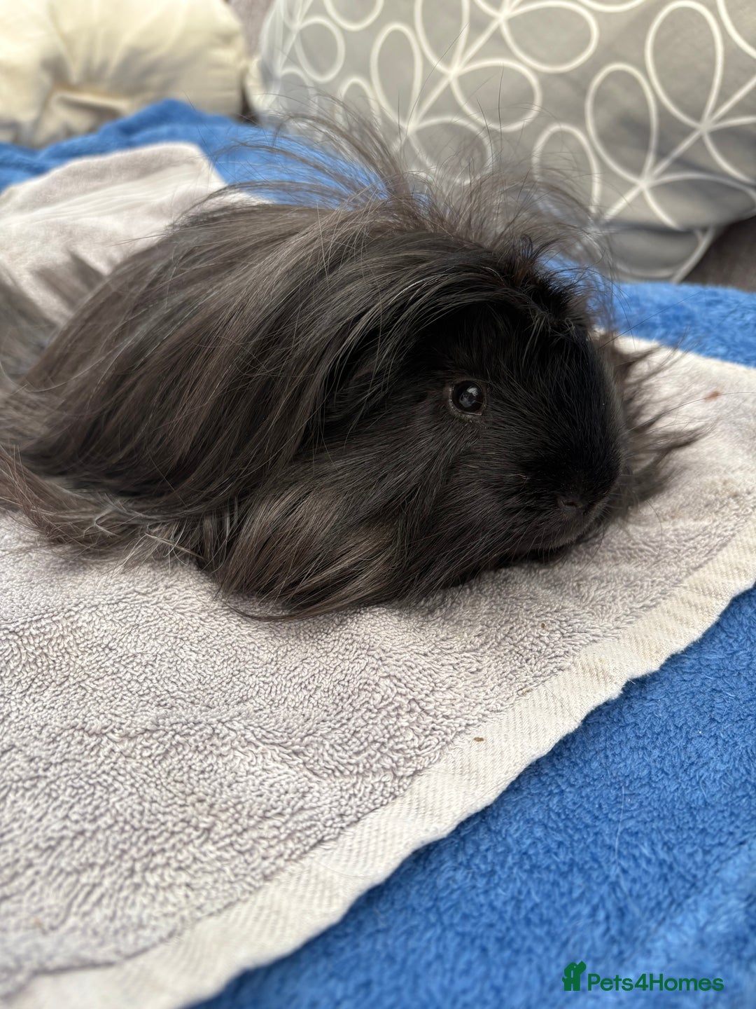 Guinea Pig rodents for sale: Peruvian guinea pig boar ( male ) - Image 6