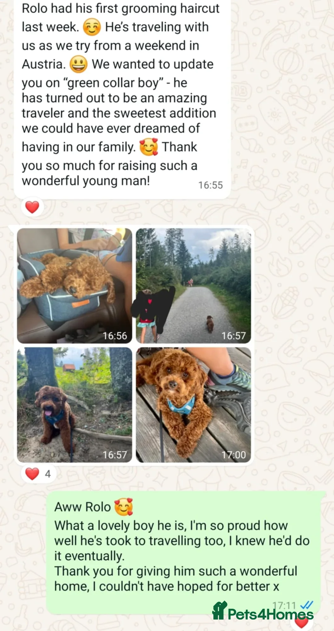 Mini Goldendoodle dogs for sale: 👑Superb Rare Toy/Mini Deepest Red Goldendoodles👑 - Image 36