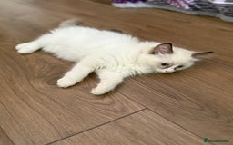 Ragdoll cats for sale: HCM CLEAR RAGDOLL GIRL - Image 4